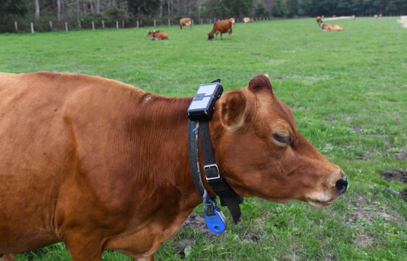 Met de halsband zijn de koeien via gps te volgen.