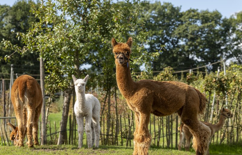 Naast de zelfpluktuin slaan de alpaca’s: ‘Een idee van mijn man Ioan. De gedachte is dat je pas een boerderij bent als er dieren zijn’, vertelt Nienke Verbeek.