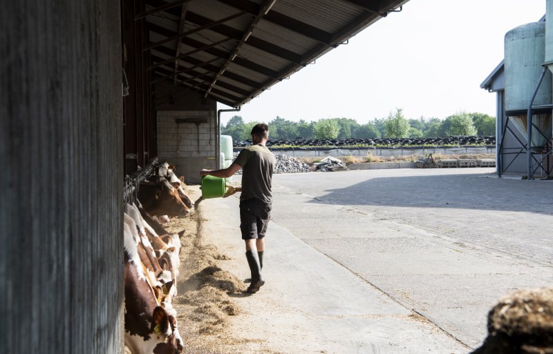 Niels van den Boogaart (28) hoopt het melkveebedrijf van zijn oom in Nuenen over te nemen.