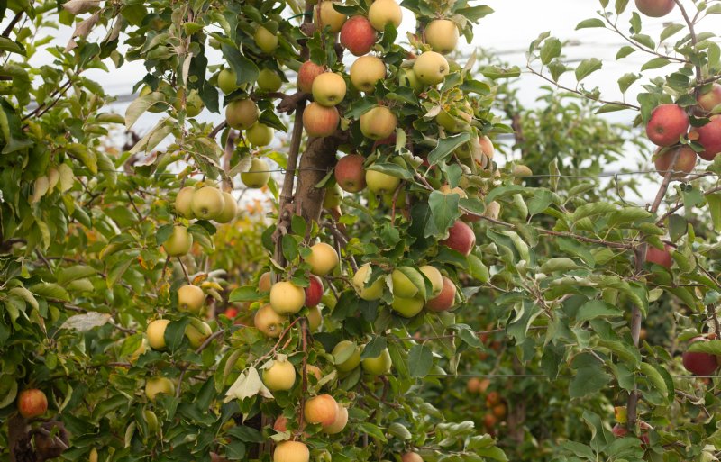 De gemiddelde appelopbrengst bij Rabo is zeker 10 procent hoger dan normaal.