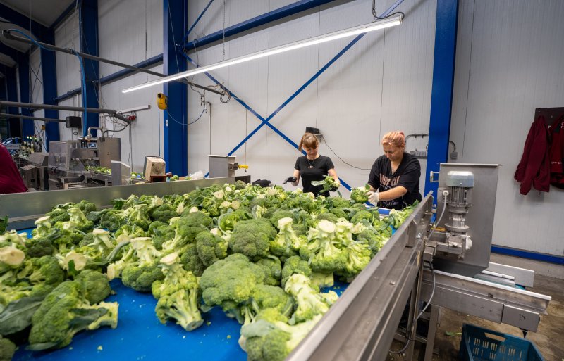 Medewerkers van Verdonk Broccoli.