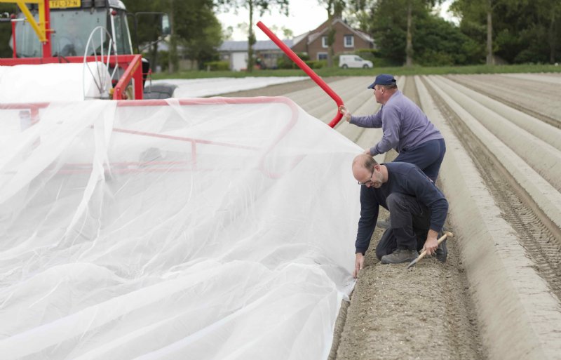 Bij pootgoedteler Matthijs Gebbink in Espel wordt luizengaas geplaatst.