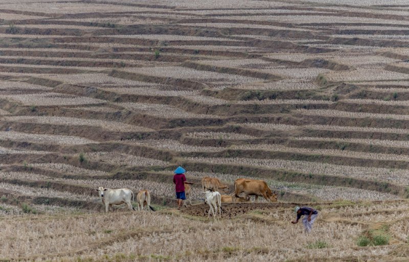 Een herder leidt zijn koeien door een verdord rijstveld in Indonesië.