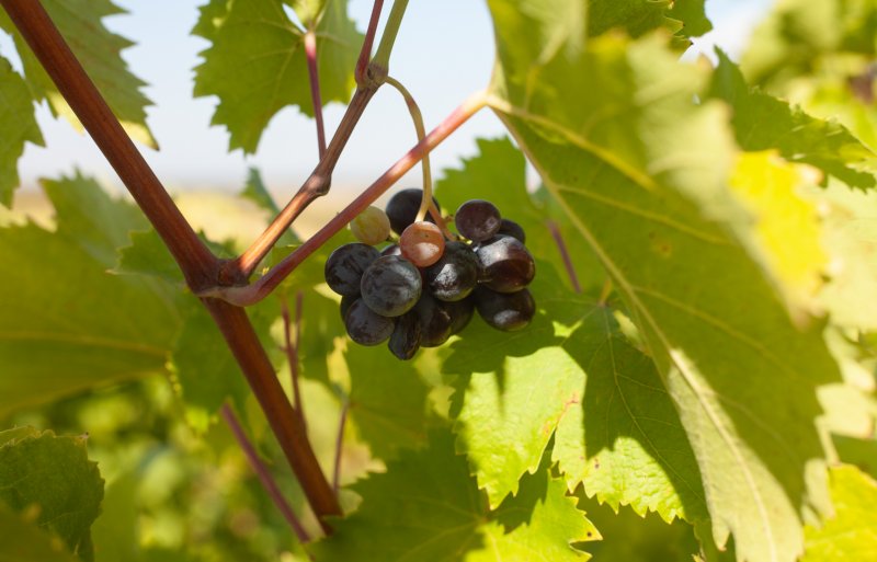 Het bedrijf beschikt over 360 hectare wijngaarden en produceert 3 tot 3,5 miljoen liter wijn per jaar