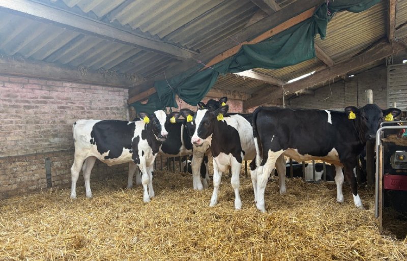 Deze groep kalveren heeft de groei flink doorgezet na de melkperiode. Er is geen speendip meer.