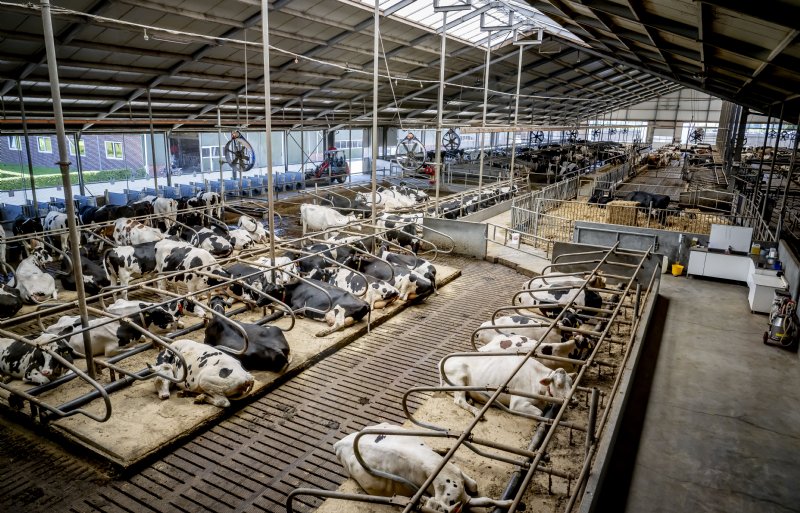 Het stikstofbeleid kan ertoe leiden dat meer boeren de koeien op stal houden, terwijl juist wordt gestreefd naar meer weidegang.