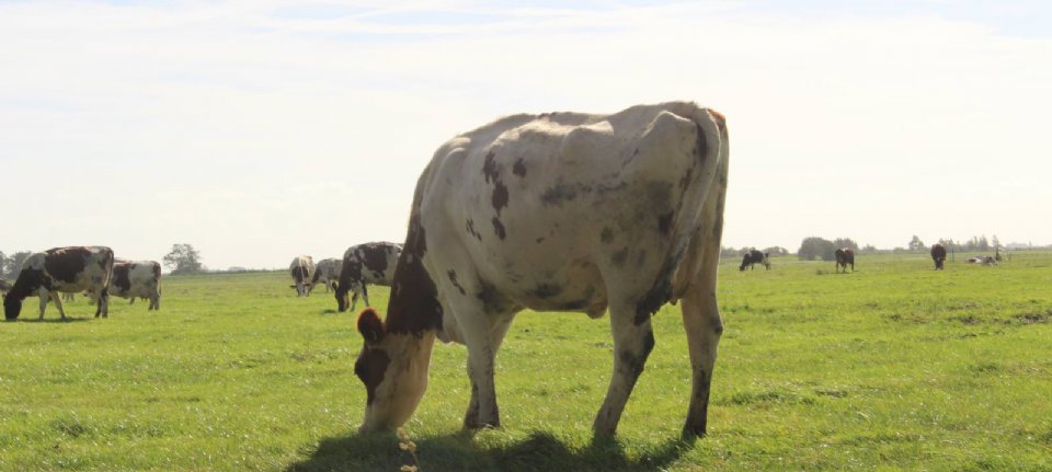 CR Delta en VRV samen verder als CRV u.a. - Nieuwe Oogst