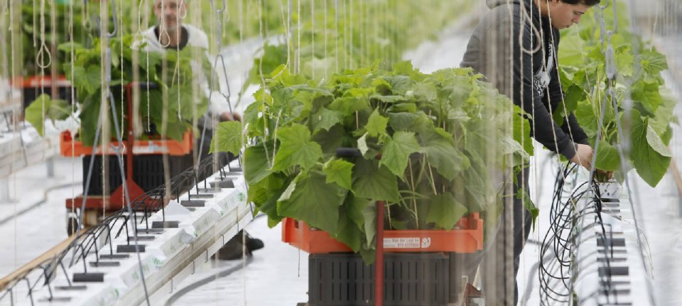 “With the new agriculture, gardening is moving from green fingers to science.”