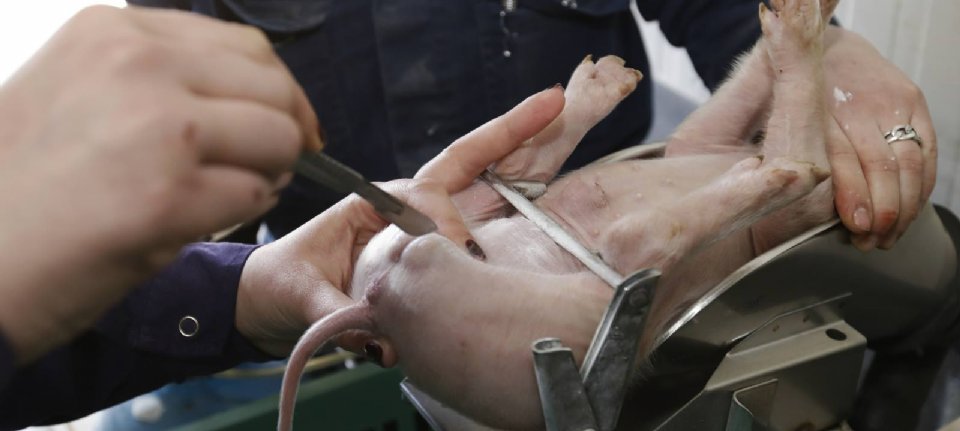Interdiction de la castration sans anesthésie en vigueur en France