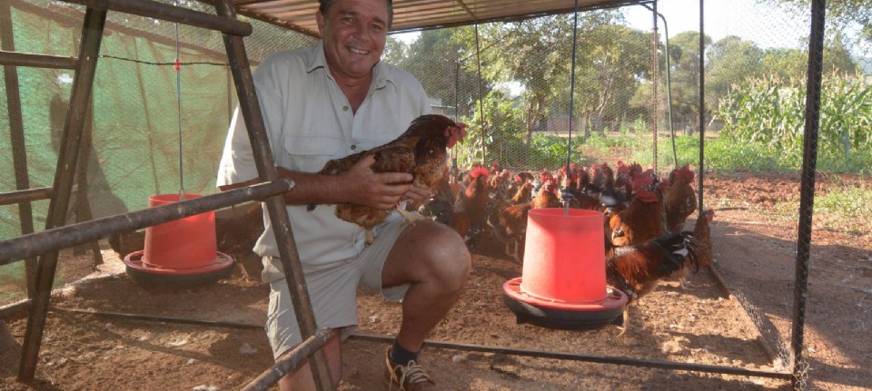 Faeröer Productie automaat Mobiele kippenren past bij Zuid-Afrikaanse boer - Nieuwe Oogst