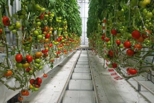 botsing echtgenoot Belastingbetaler Tomaten telen met weinig water in Saoedi-Arabië - Nieuwe Oogst