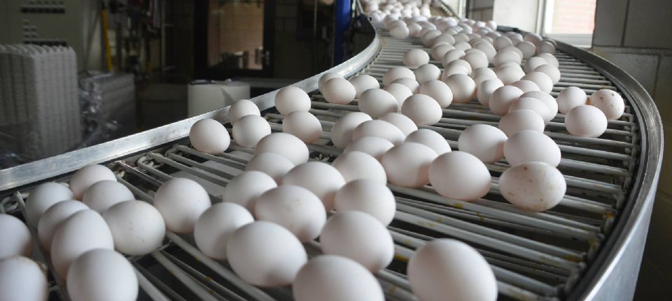 Lidl gaat witte eieren verkopen - Nieuwe Oogst
