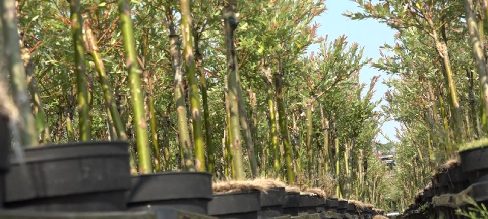Boomkweker wint zaak woningen Gassel - Nieuwe Oogst