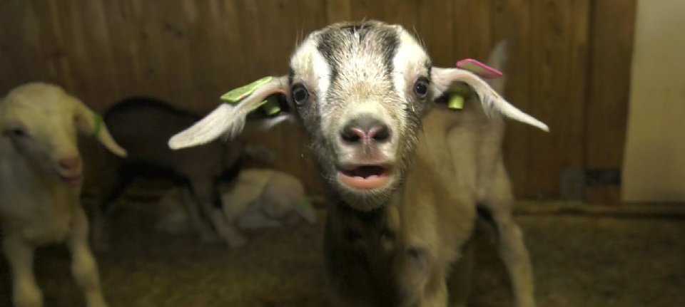 Floppy kid syndrome affects goat lambs