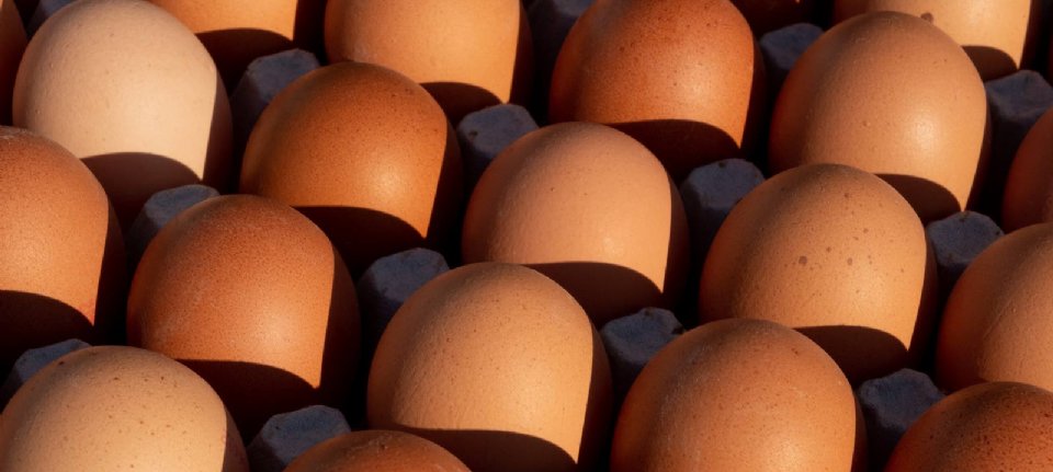 duim winkel Kinderpaleis Eieren vinden makkelijk weg naar afnemers - Nieuwe Oogst