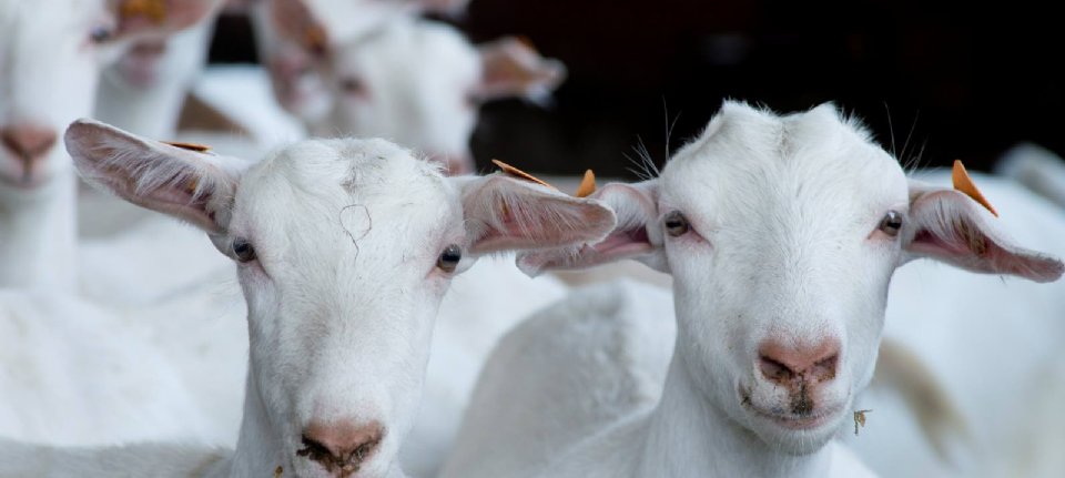 Doubts in Gelderland politics about goat stop