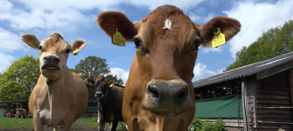 tevredenheid extract Heerlijk Jersey-koeien doen het goed in Dalfsen - Nieuwe Oogst