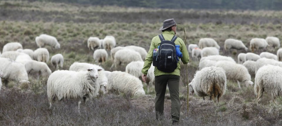 Geef Veluwe kans als 'wateraccu' - Nieuwe Oogst