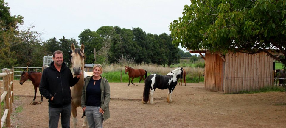 zadel Doelwit Zorg Paarden gedijen goed in actiefstal na wenperiode - Nieuwe Oogst