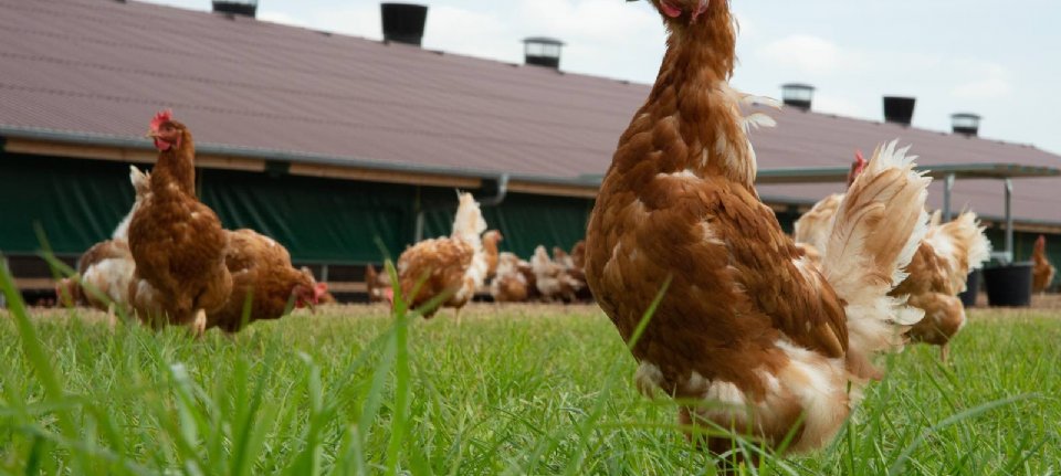 Estimating the risk of bird flu remains difficult