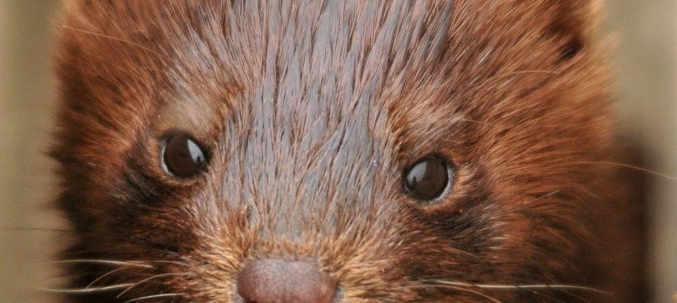 NVWA is investigating deliberate mink contamination