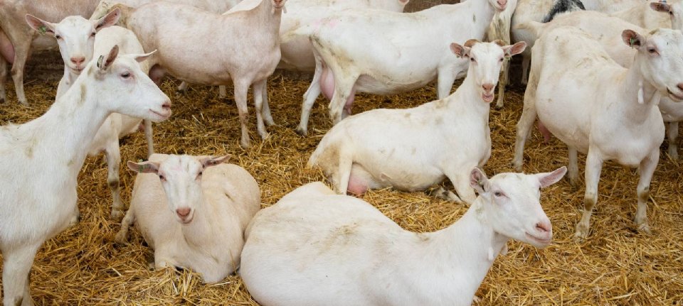 Movement in pneumonia research on goat farms