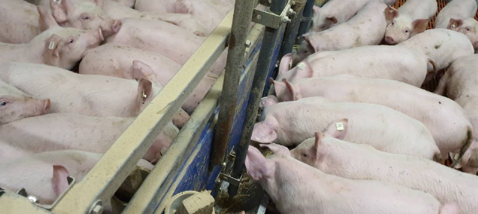 Der deutsche Schweinebestand sinkt in einem Jahr um 10 %