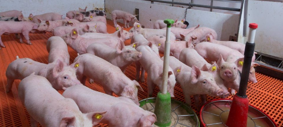 Five universities investigate intestinal health of pigs