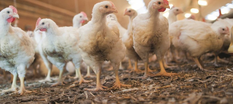 Protezione degli animali: l’epidemia annuale di influenza aviaria è intollerabile