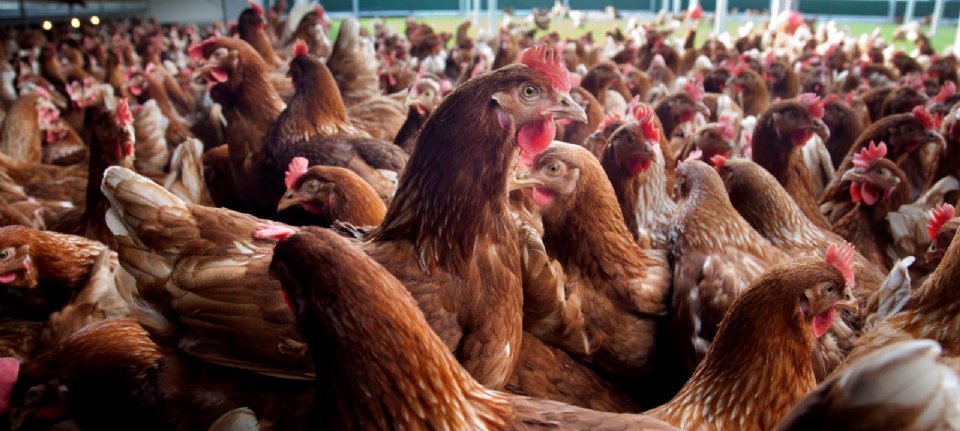 I veterinari chiedono una vaccinazione rapida contro l’influenza aviaria