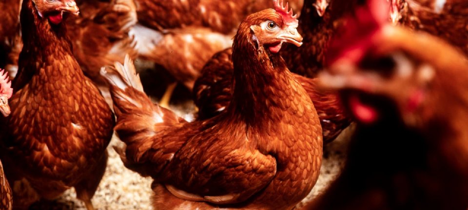 Птичий грипп вызвал новые опасения в птицеводстве