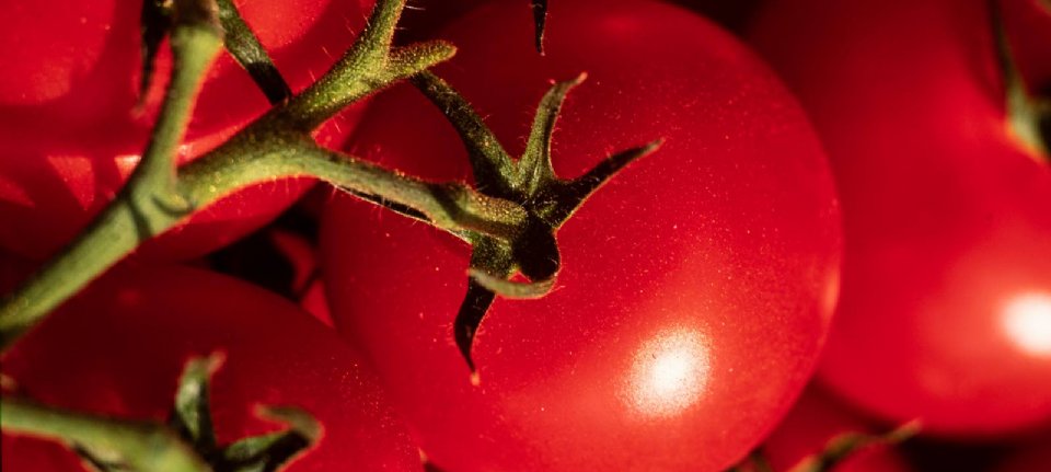 Doelwit Voorrecht rekenkundig Europese tomatenprijs maakt flinke sprong - Nieuwe Oogst
