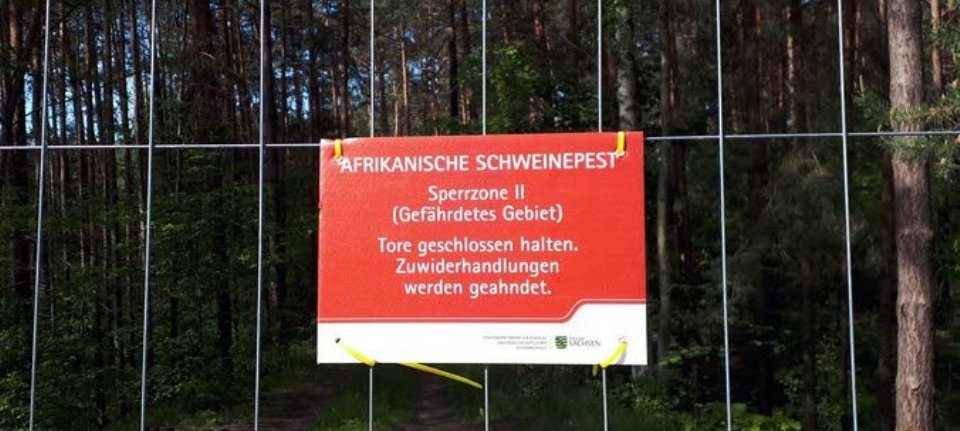 Wildschweinfreie Zone entlang der deutsch-polnischen Grenze Brandenburg