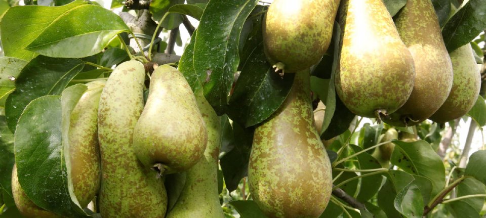 Wapa predicts that apple and pear harvests will decline