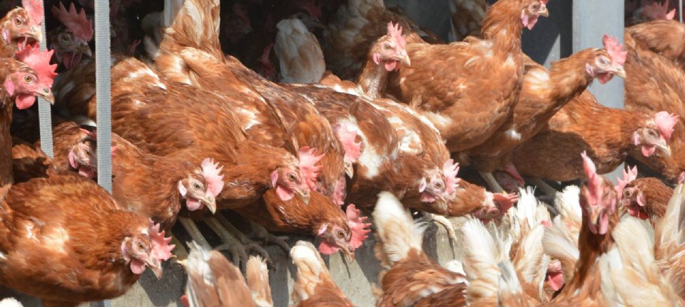 La France annonce des essais de vaccin contre la grippe aviaire