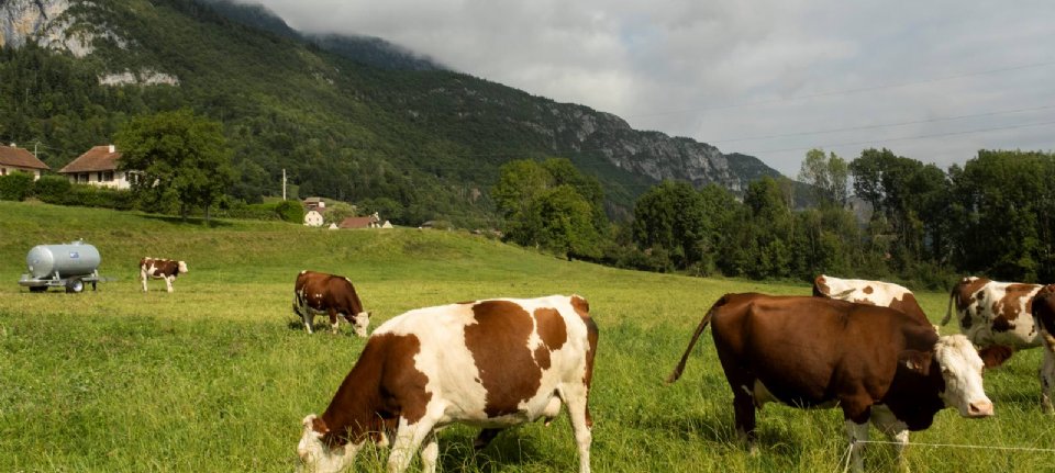 EHD advances north along with contamination in Switzerland