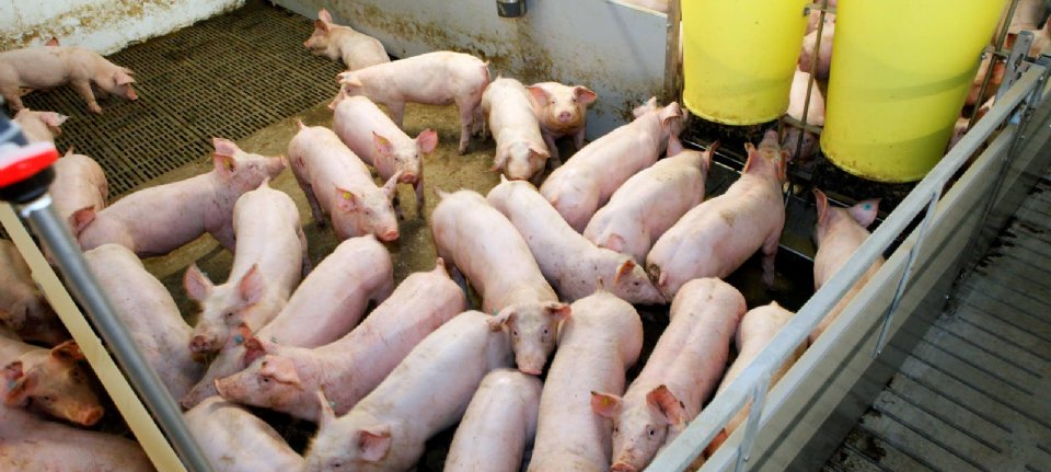 House of Representatives wants a monitoring system for zoonoses in pig farming