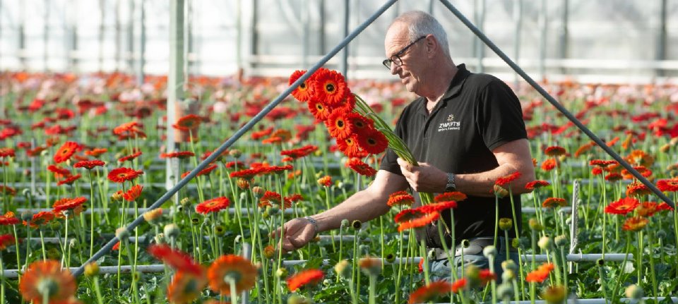 Gerberateler geeft de pijp aan Maarten - Nieuwe Oogst