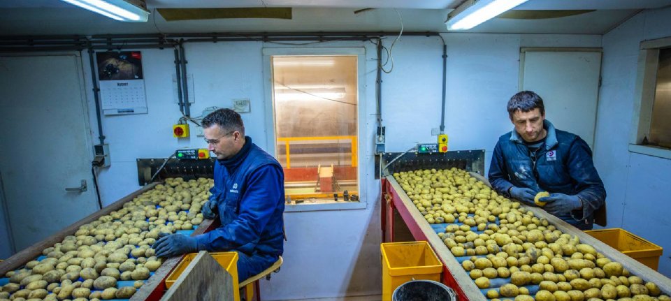 Export of seed potatoes to the UK is only possible on a limited basis