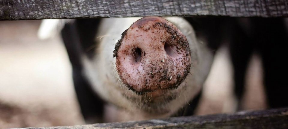 Afrikanische Schweinepest auf einem polnischen Bauernhof nahe der deutschen Grenze entdeckt