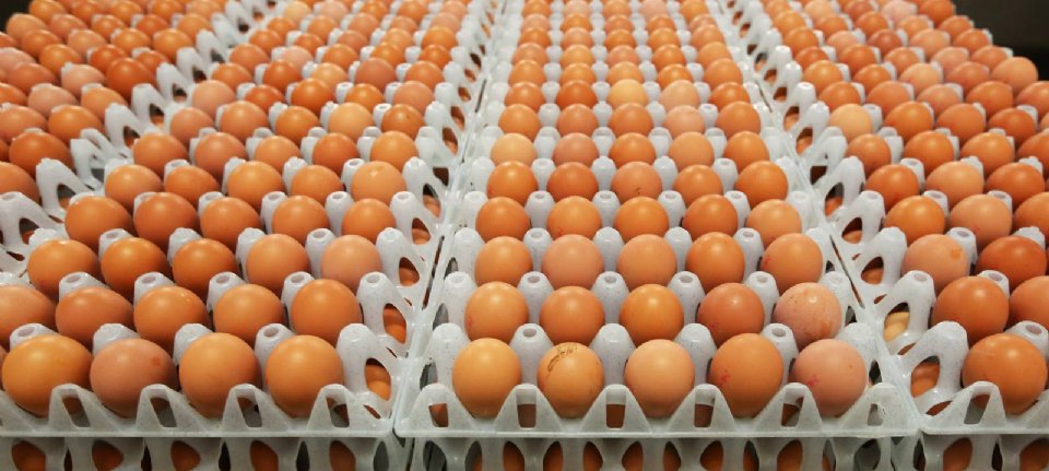 Remmen hoofdpijn Voetganger Hogere prijs op vooral onzekere eiermarkt - Nieuwe Oogst