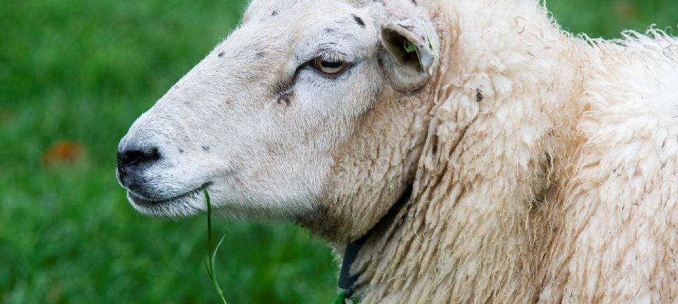 От блютанга уже умерло 30 000 овец