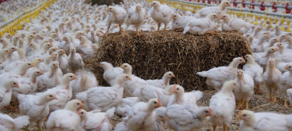 Jumbo stapt in september over op verse kip met 1 ster Beter Leven