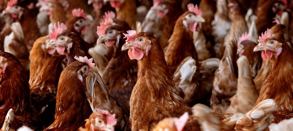 Belgium’s First Highly Pathogenic Bird Flu Outbreak of the Season
