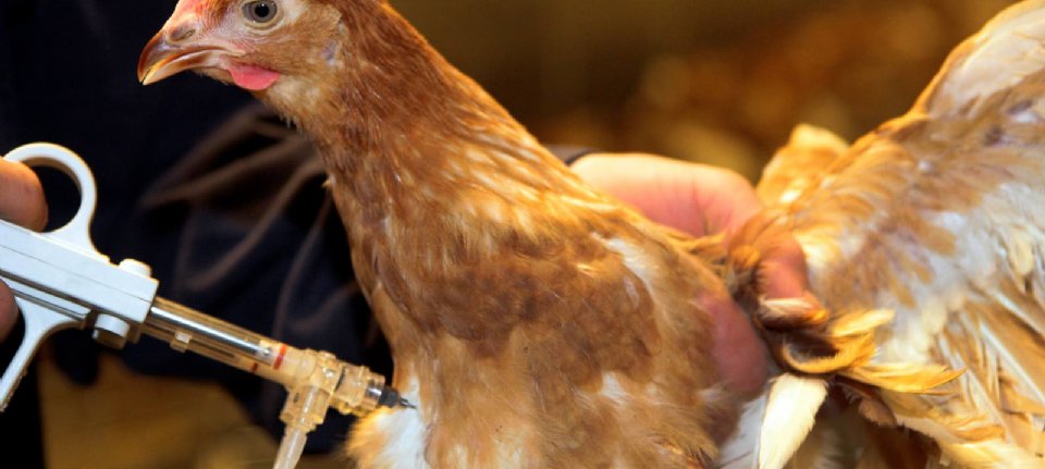La France lance un essai de vaccin contre la grippe aviaire