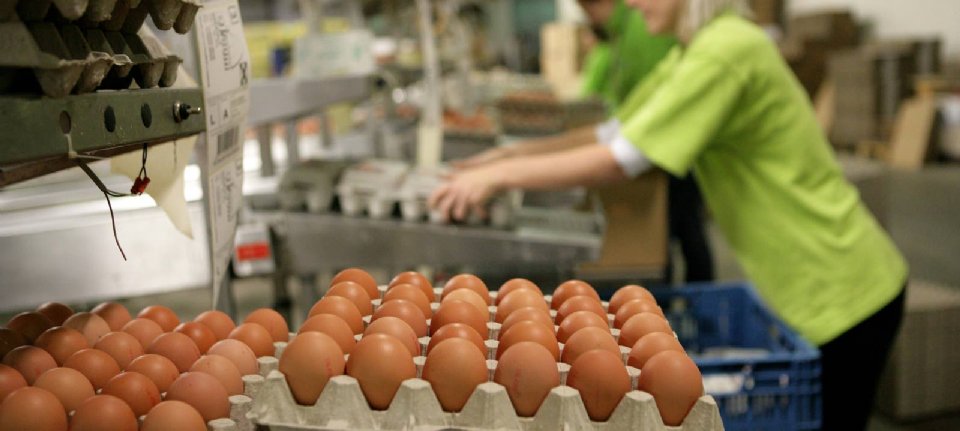 Eierprijs stijgt hard door wereldwijde - Nieuwe Oogst