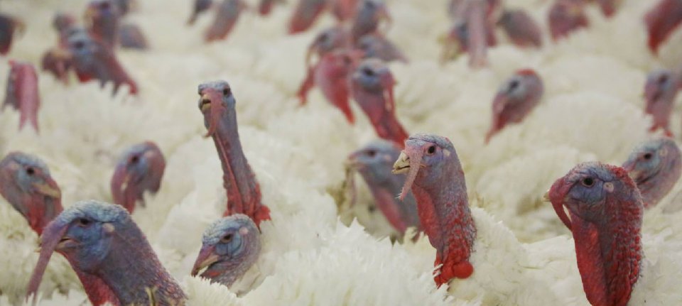Kooperative Promotion Sales Meat Turkeys feiert sein 25-jähriges Bestehen