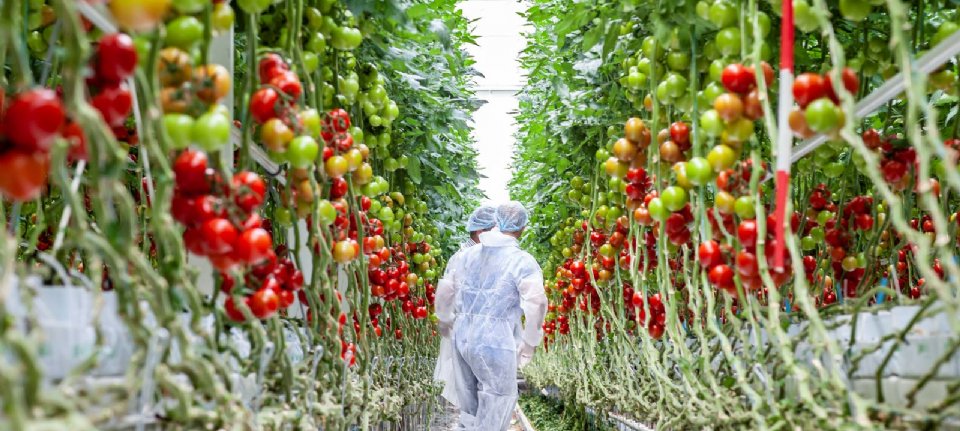 composiet terwijl paperback Europese prijs voor tomaten ruim boven vijfjarig gemiddelde - Nieuwe Oogst