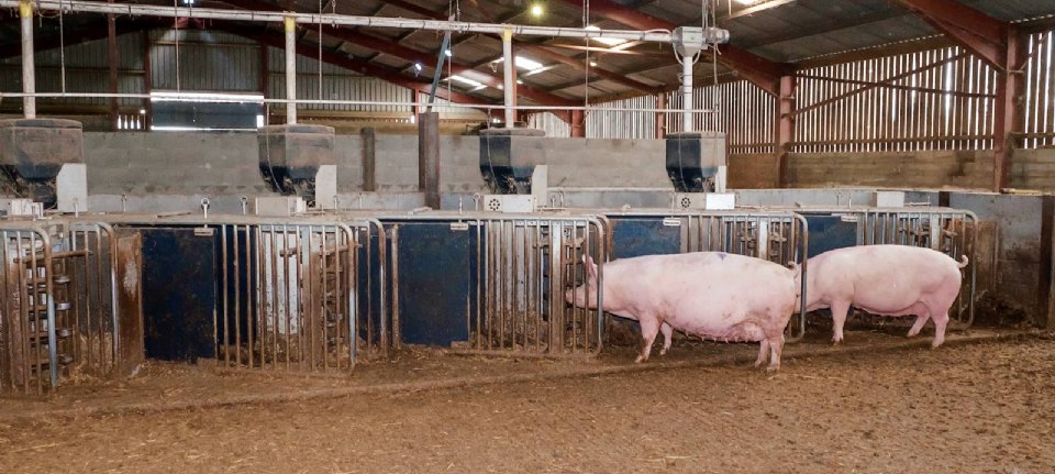 Rapid decline in the number of sows in Great Britain