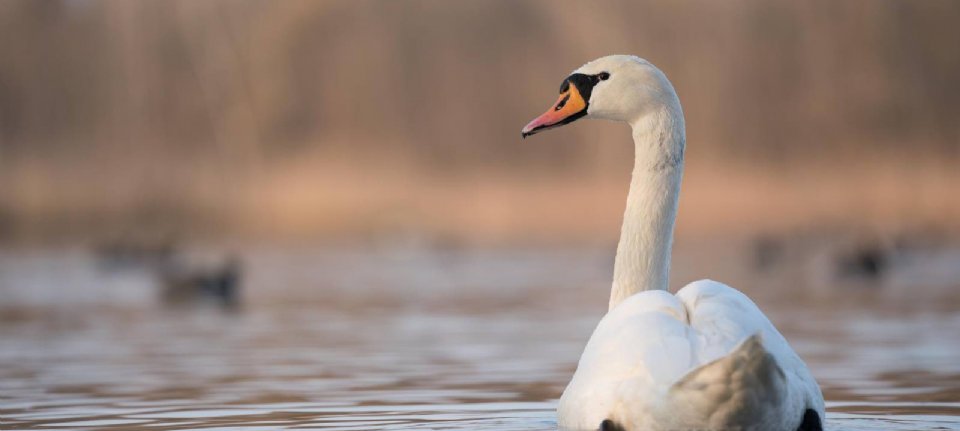 5 domande sul rapporto tra influenza aviaria e uccelli acquatici